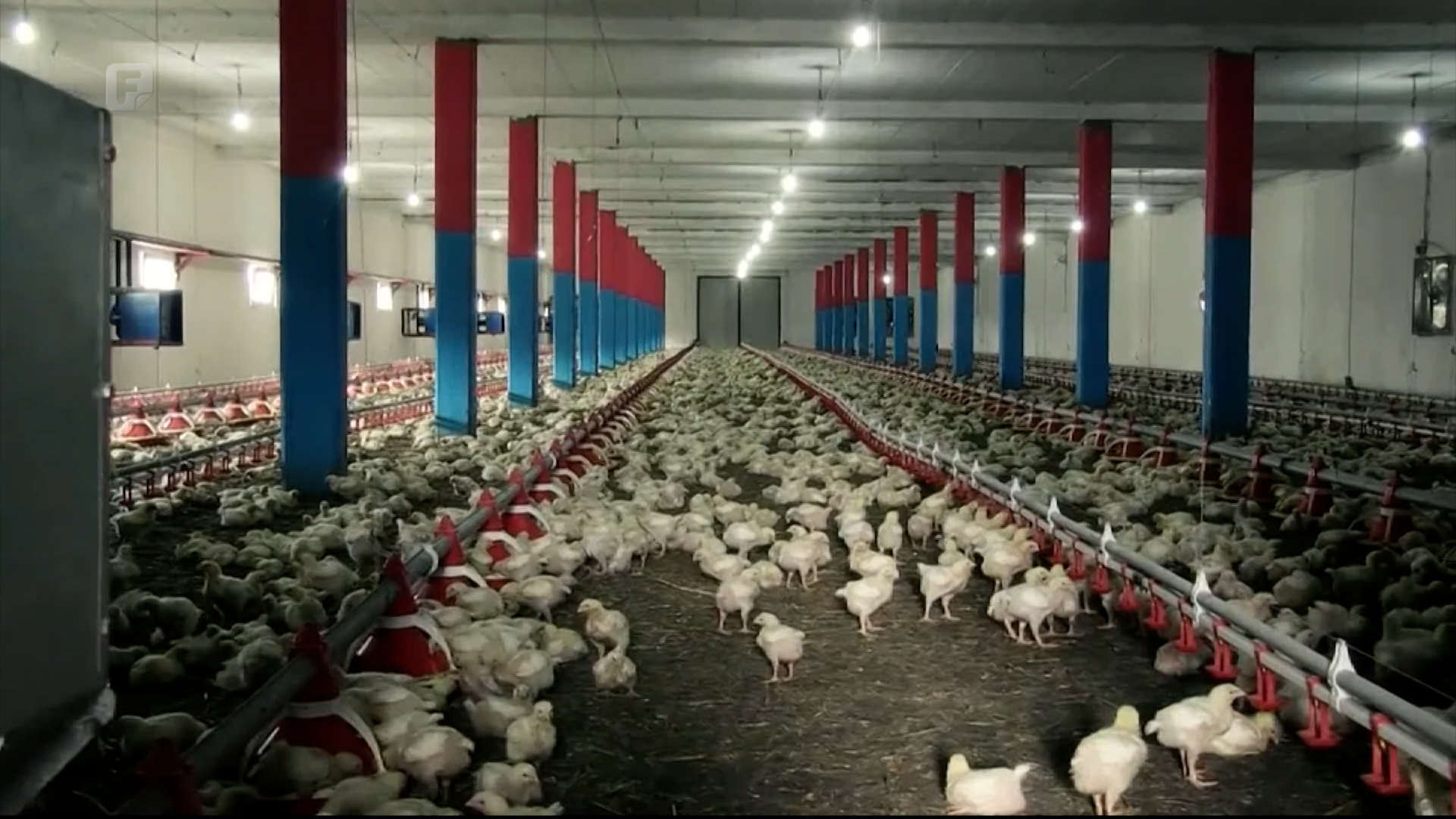 Na tržištu EU-a od naredne godine mogla bi se naći konzumna jaja A-kategorije iz BiH